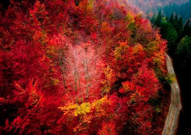 アパート Conca Dei Rododendri